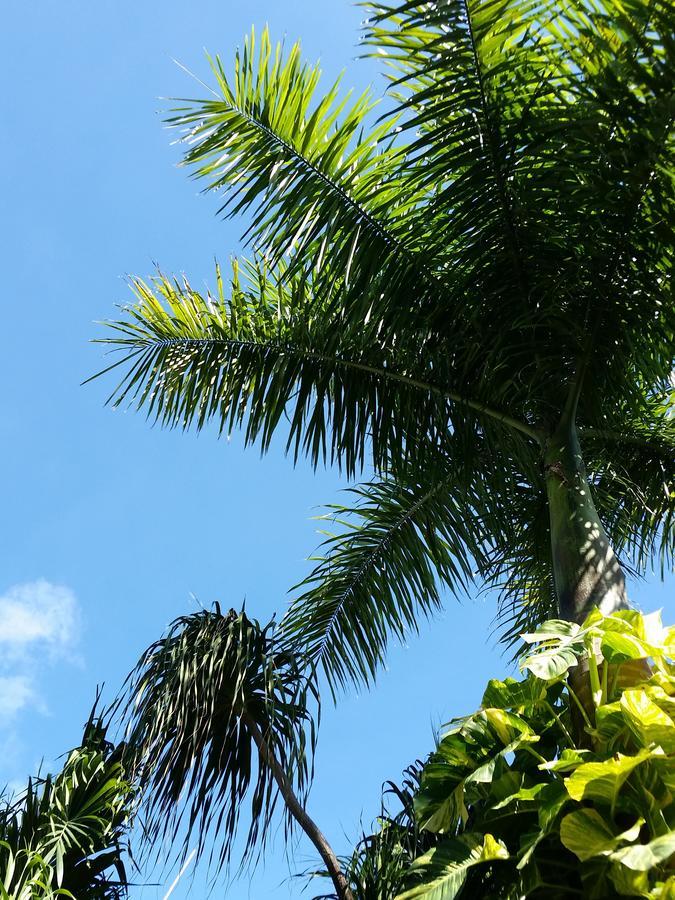 Rancho Tranquilo Vandrehjem Tulum Eksteriør billede