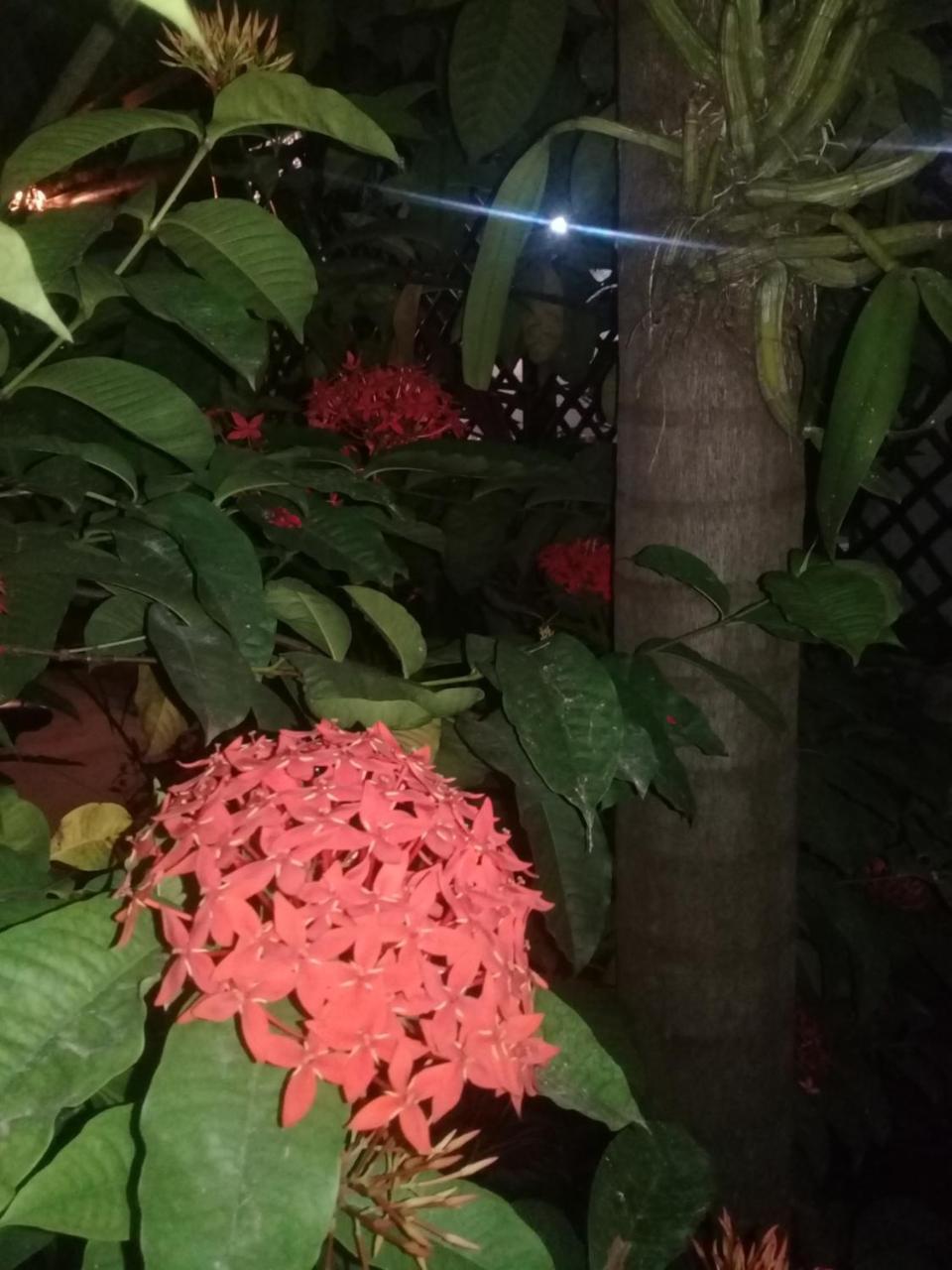 Rancho Tranquilo Vandrehjem Tulum Eksteriør billede